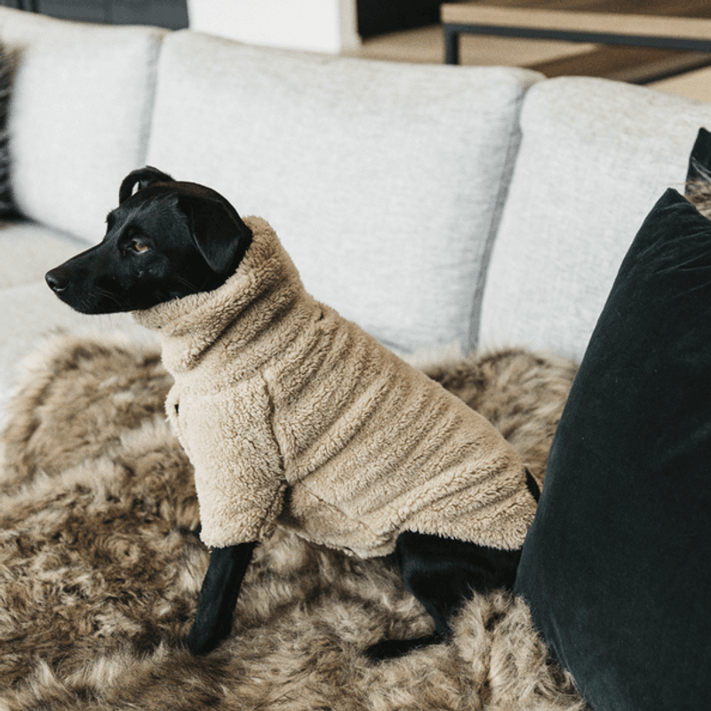 Kentucky Dog Sweater Teddy Fleece
