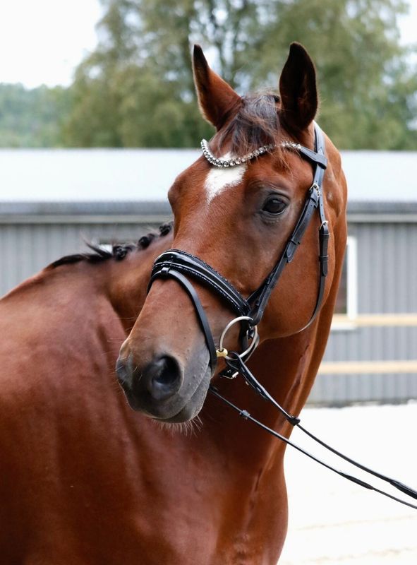 SE Design Onyx Dressur Hodelag