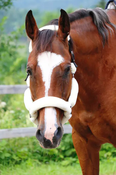 Hovedbilde SE Design Transport grime med pus