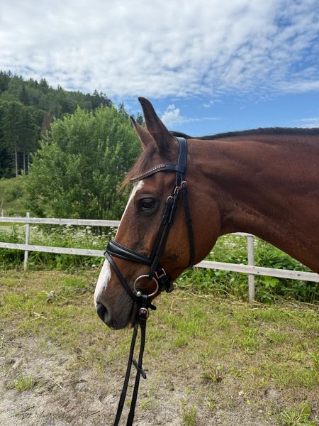 Hovedbilde SE Design Rubin Dressur Hodelag