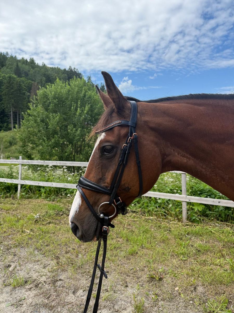 SE Design Rubin Dressur Hodelag