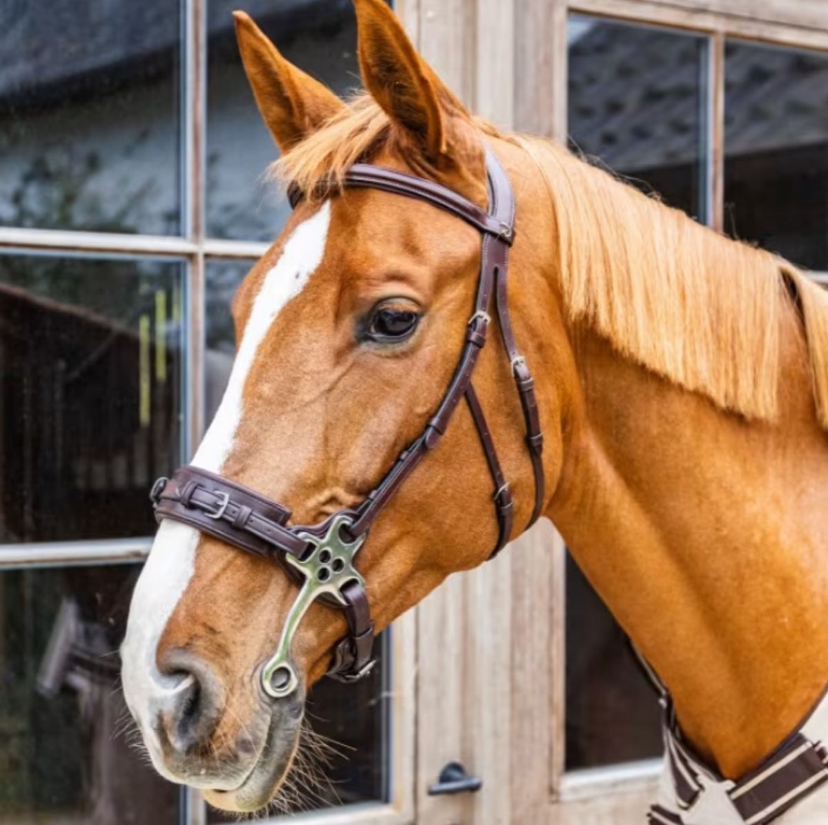 Dyon Hackamore