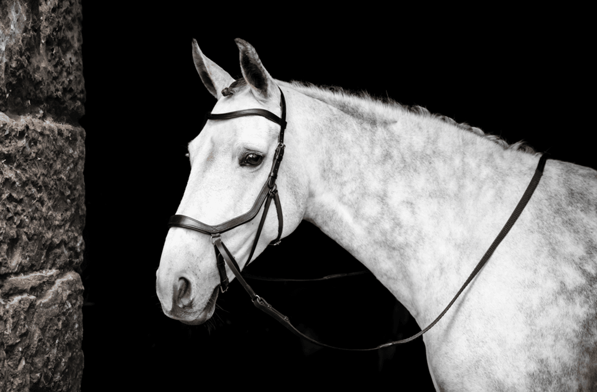 Micklem Bittløst Hodelag 