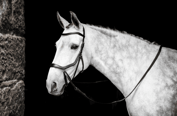 Hovedbilde Micklem Bittløst Hodelag 