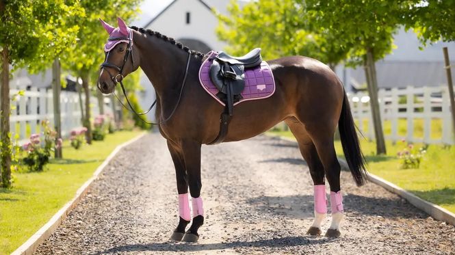 Hovedbilde LeMieux Loire Close Contact Sprang Schabrak - ...