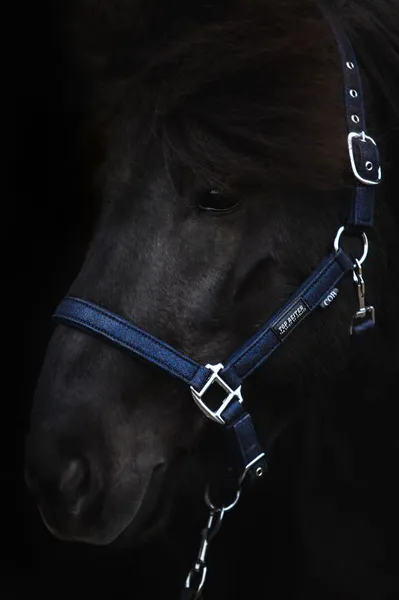 Hovedbilde Top Reiter Glitrandi Grimesett - Blå 