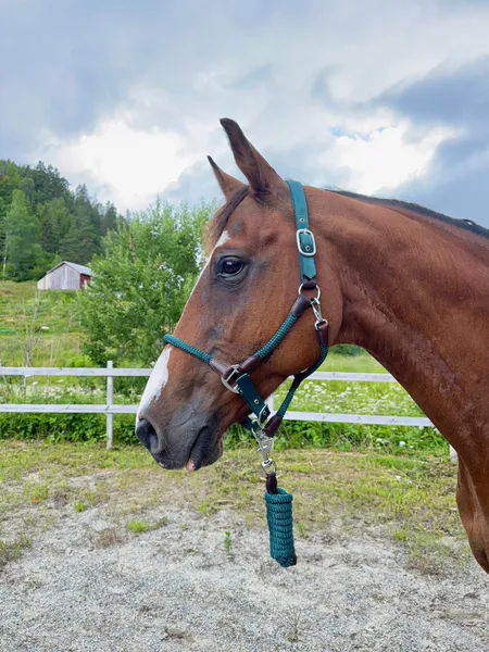 Hovedbilde SE Design Taugrime Sett