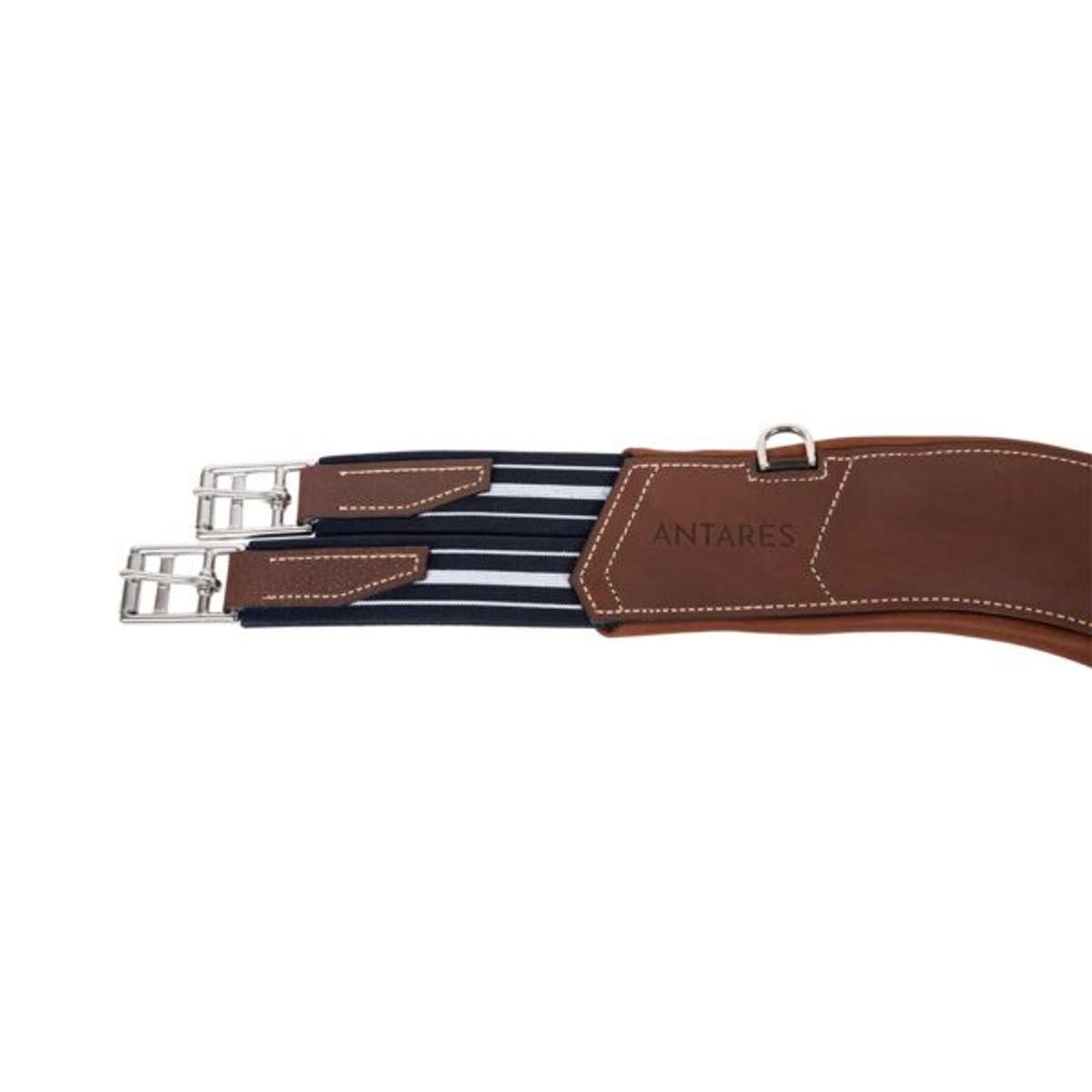 Antares anatomisk gjord