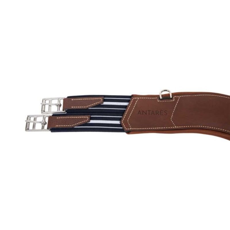 Antares anatomisk gjord