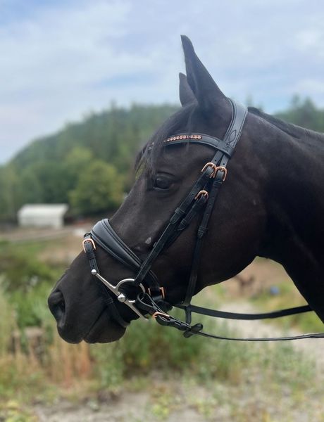 Hovedbilde SE Design Rubin Dressur Hodelag