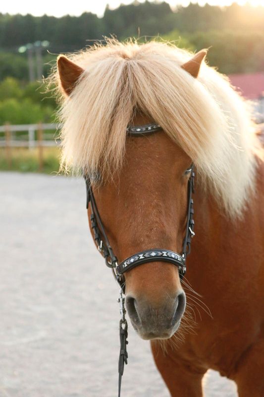 SE Design Loki Hodelag
