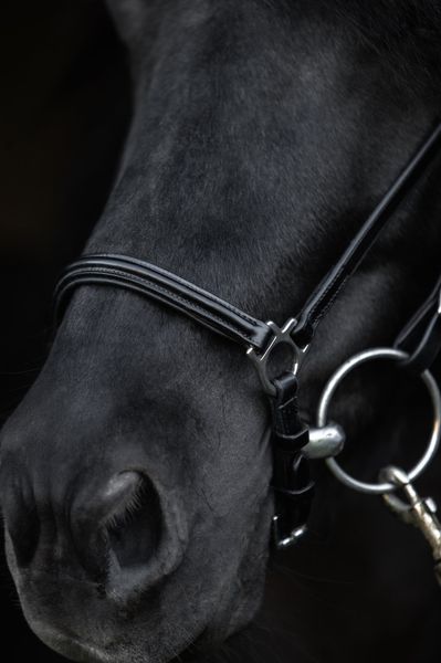 Hovedbilde Top Reiter Klassisk Hannoveransk nesereim